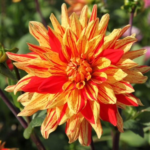 Жоржина кактусоподібна Striped Vulcan