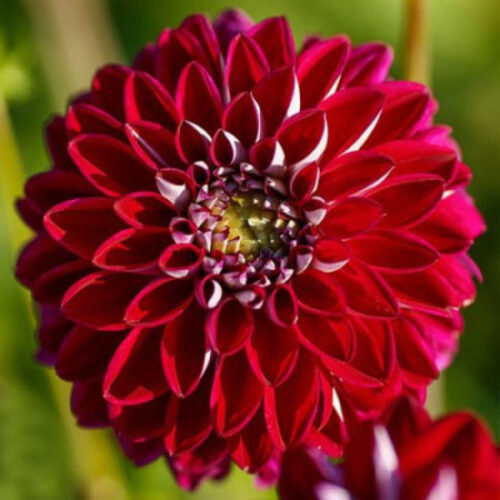 Жоржина куляста Embassy