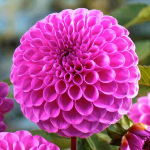 Жоржина куляста Barbarry Glamour