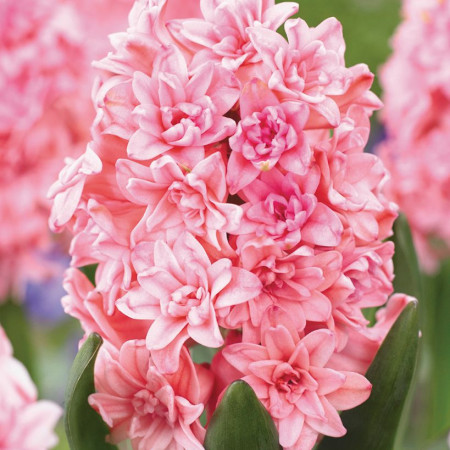 Гіацинт махровий Spring Beauty 14/15 (рожевий)