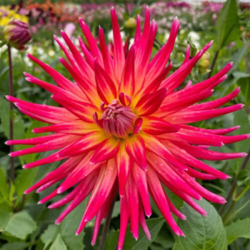 Жоржина кактусоподібна Bora Bora