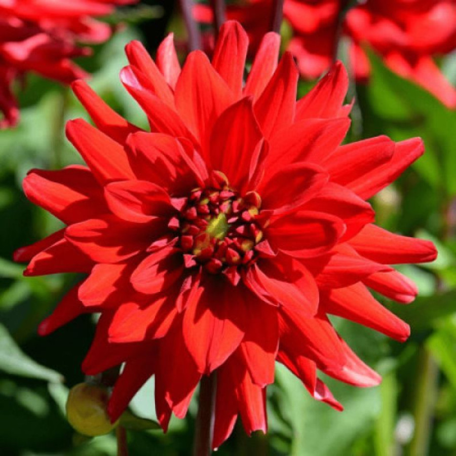 Жоржина кактусоподібна Red Pygmy