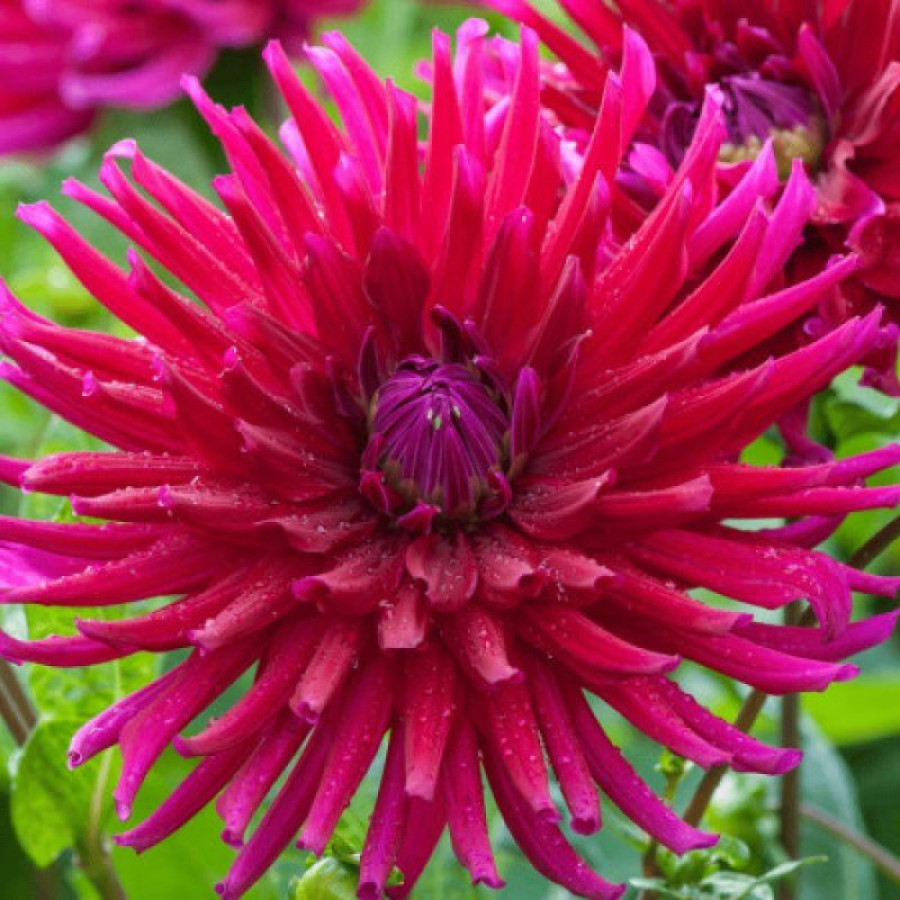 Жоржина кактусоподібна Orfeo