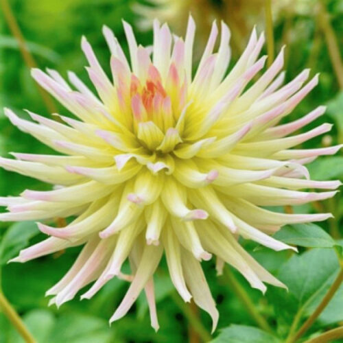 Жоржина кактусоподібна Shooting Star