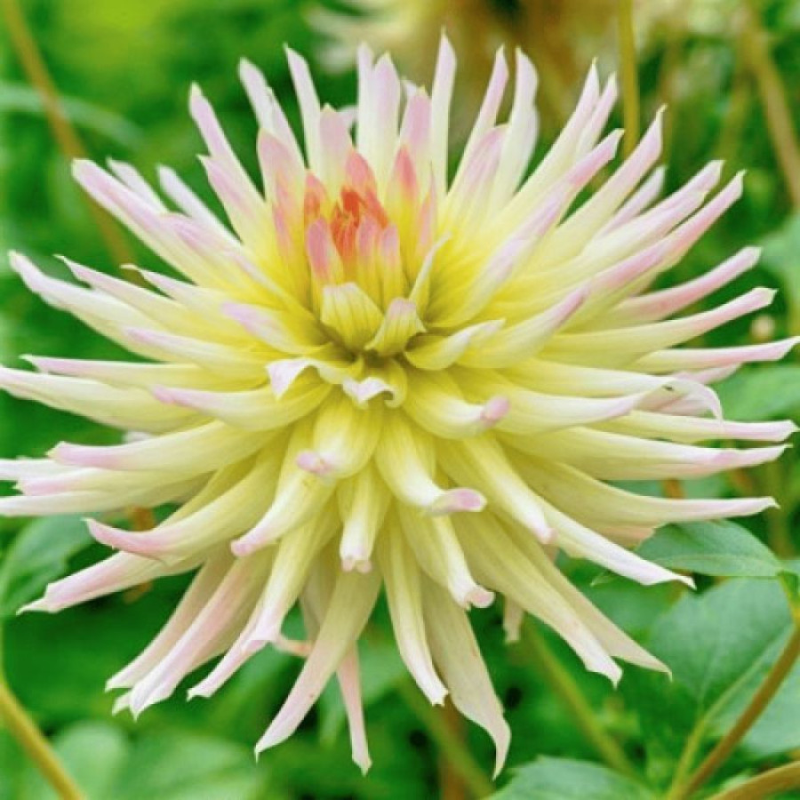 Жоржина кактусоподібна Shooting Star