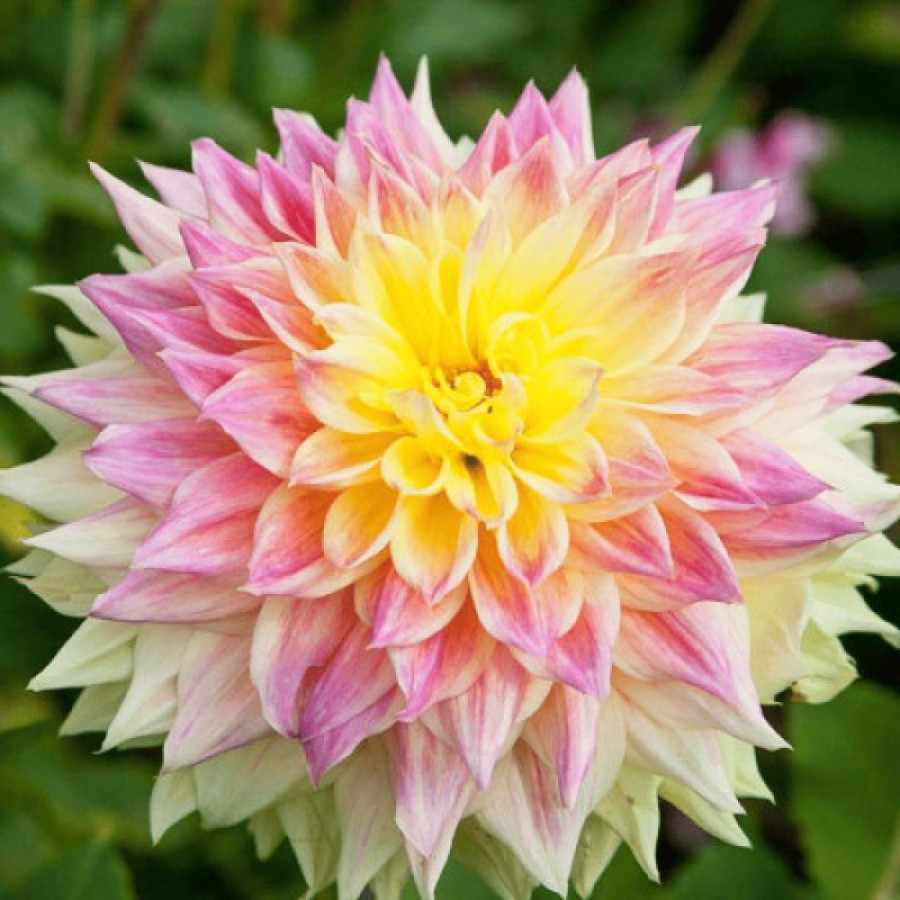 Жоржина декоративна Advance US