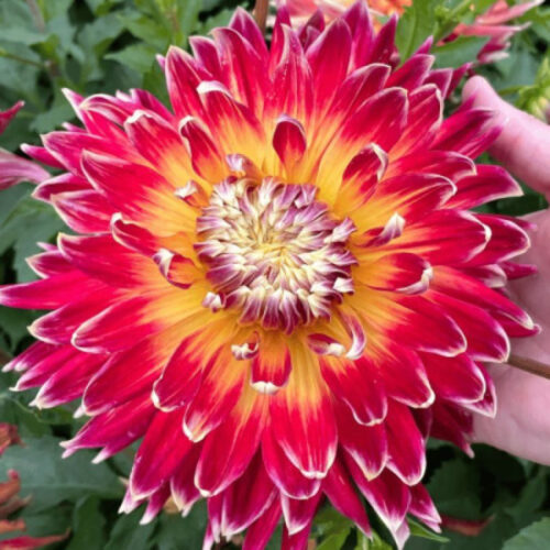 Жоржина декоративна Akita