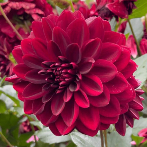 Жоржина декоративна Arabian Night