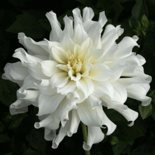 Жоржина бордюрна Aspen