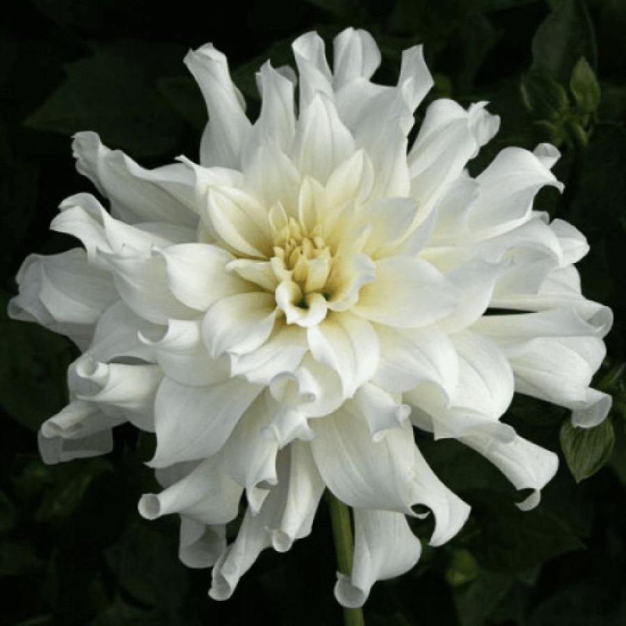 Жоржина бордюрна Aspen