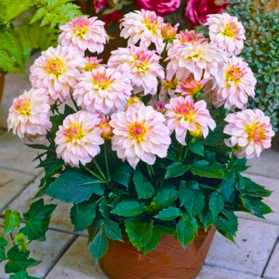 Жоржина бордюрна Gallery Monet