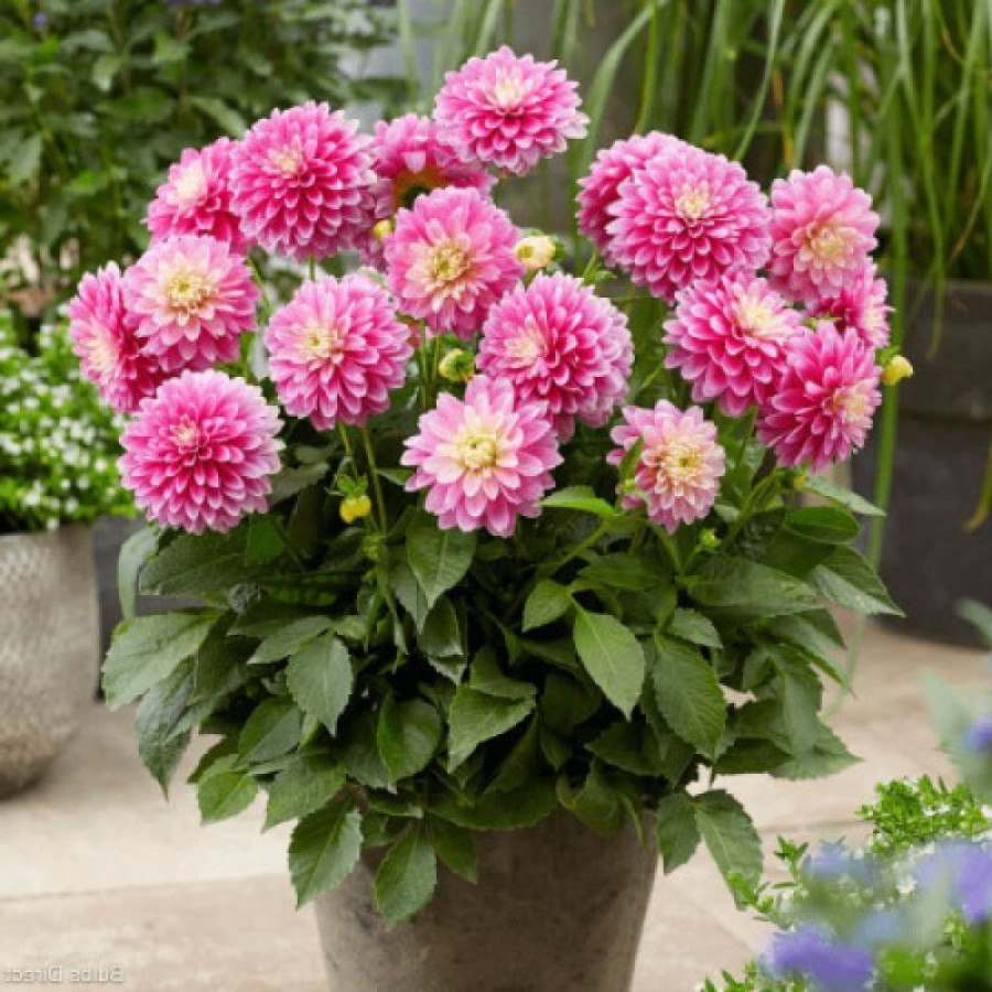 Жоржина бордюрна Gallery Rembrandt