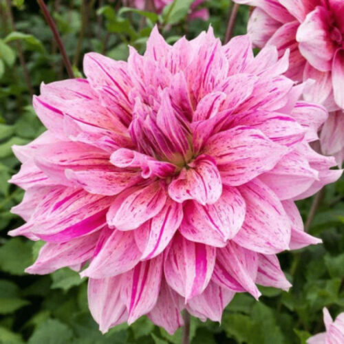 Жоржина декоративна Maki