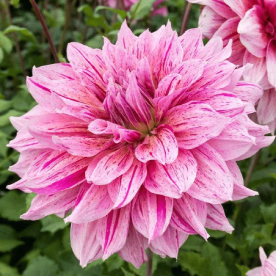 Жоржина декоративна Maki