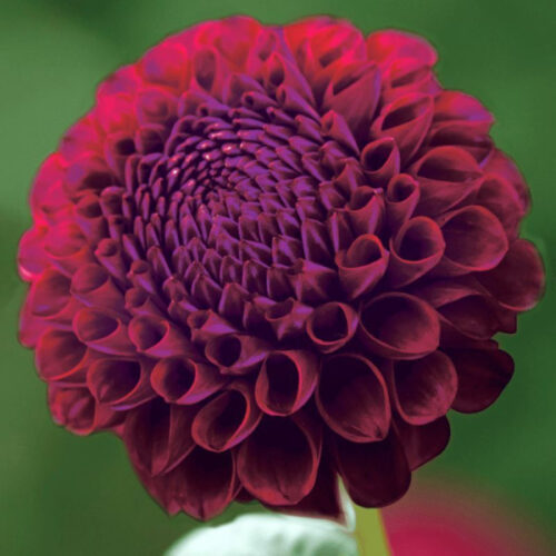 Жоржина помпонна Downham Royal