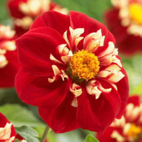 Жоржина комірцева Impression Festivo