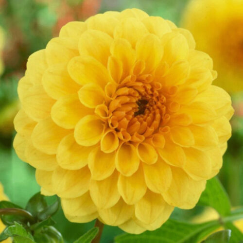 Жоржина помпонна Golden Scepter