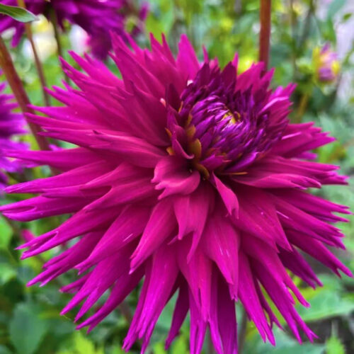 Жоржина оторочена Ambition