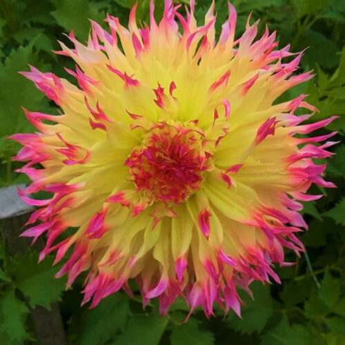 Жоржина оторочена Hapet P