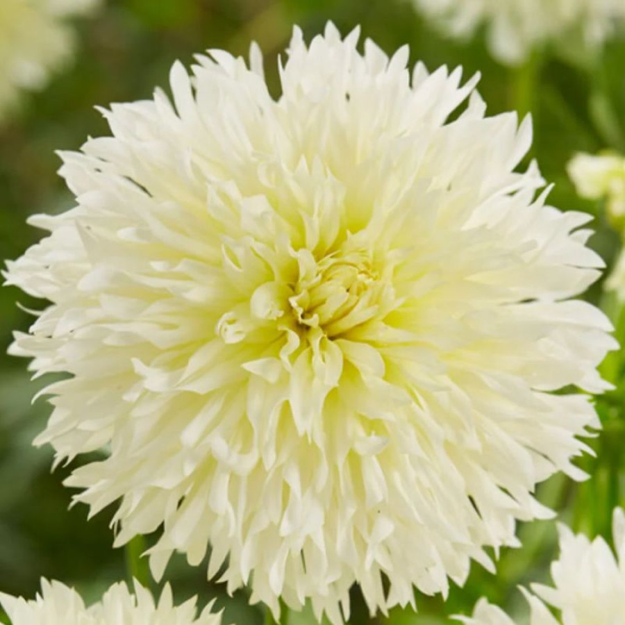 Жоржина оторочена Ice Crystal