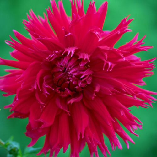 Жоржина оторочена Jaxon