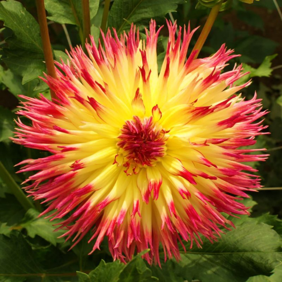 Жоржина оторочена Lindsay Michelle