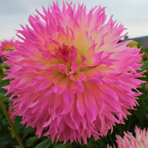 Жоржина оторочена Nadia Ruth