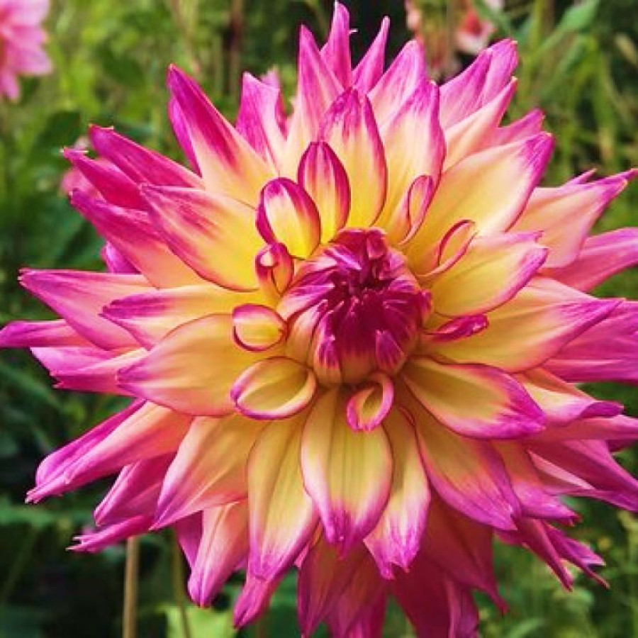 Жоржина оторочена Nenekazi