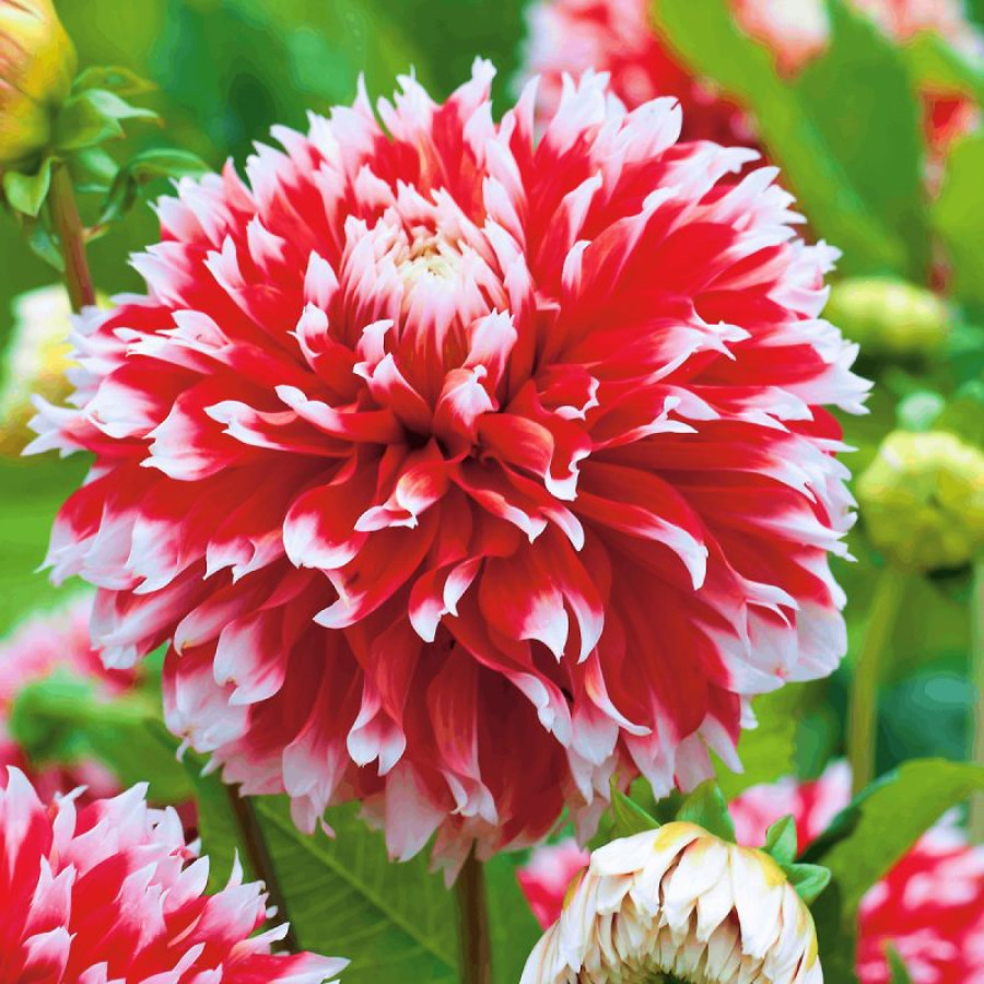 Жоржина оторочена Noel