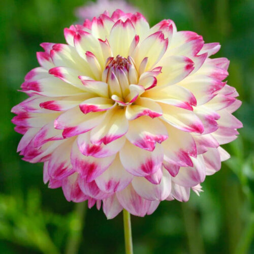 Жоржина декоративна Ariko Aphrodite