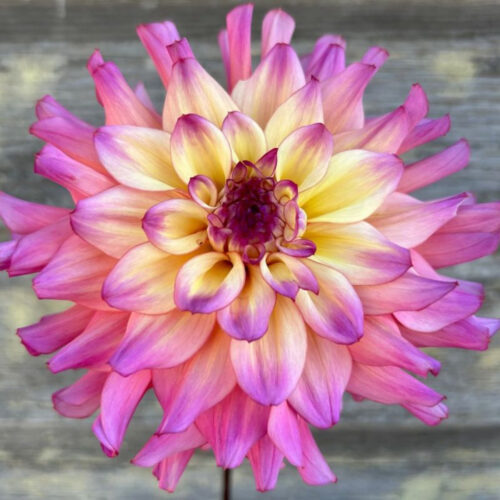 Жоржина декоративна Bahama Mama