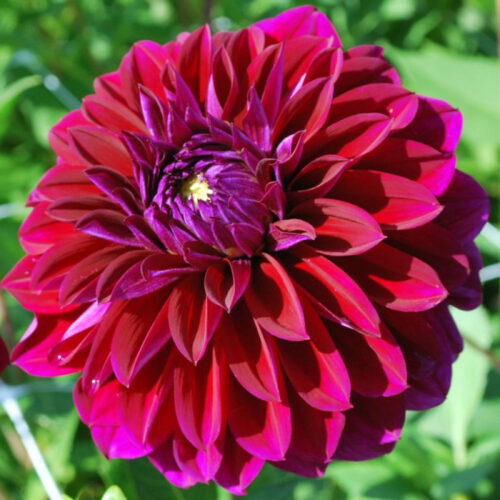 Жоржина декоративна Diva US