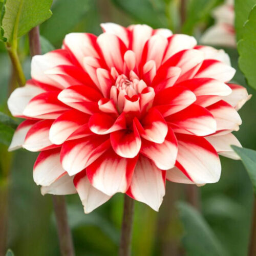 Жоржина декоративна Dynamite