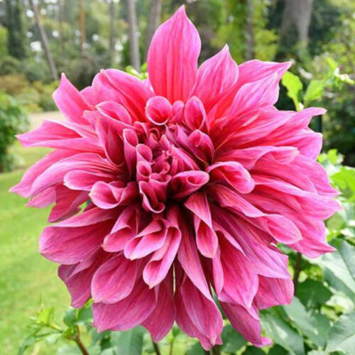 Жоржина декоративна Emory Paul