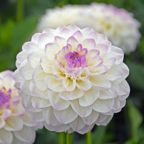 Жоржина декоративна Eveline NL