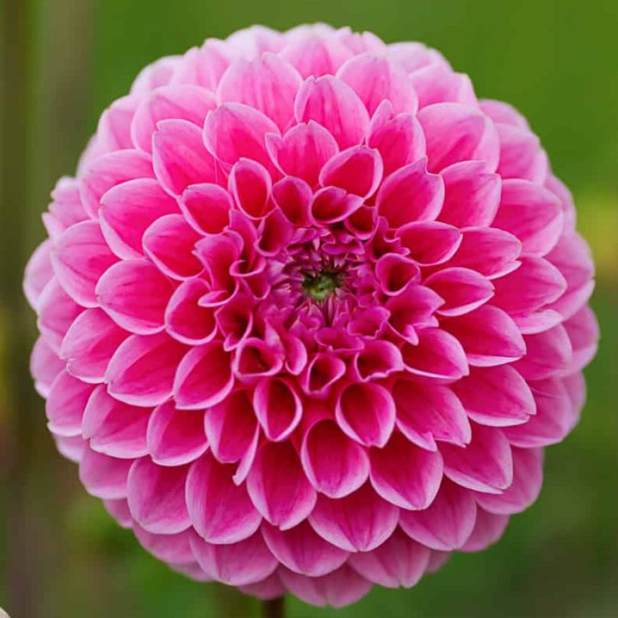 Жоржина декоративна Floriande