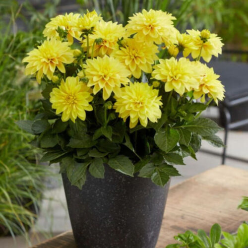 Жоржина бордюрна Gallery Pinto