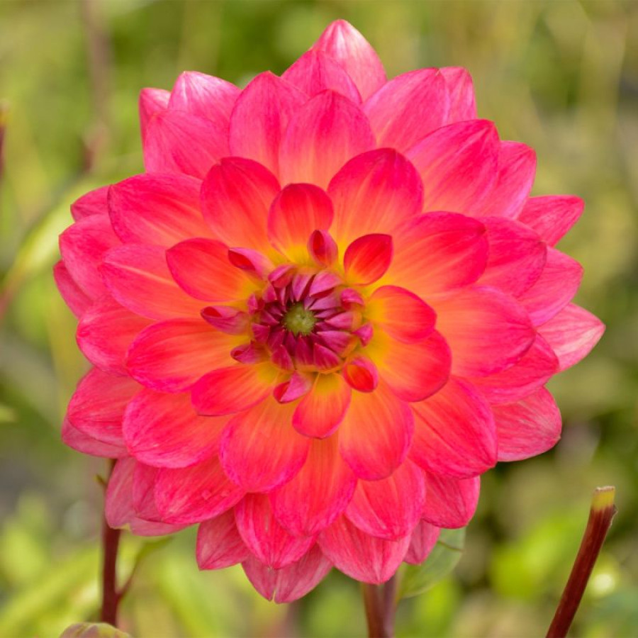 Жоржина декоративна Kilburn Glow