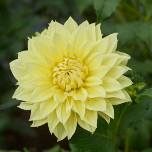 Жоржина декоративна La Luna US