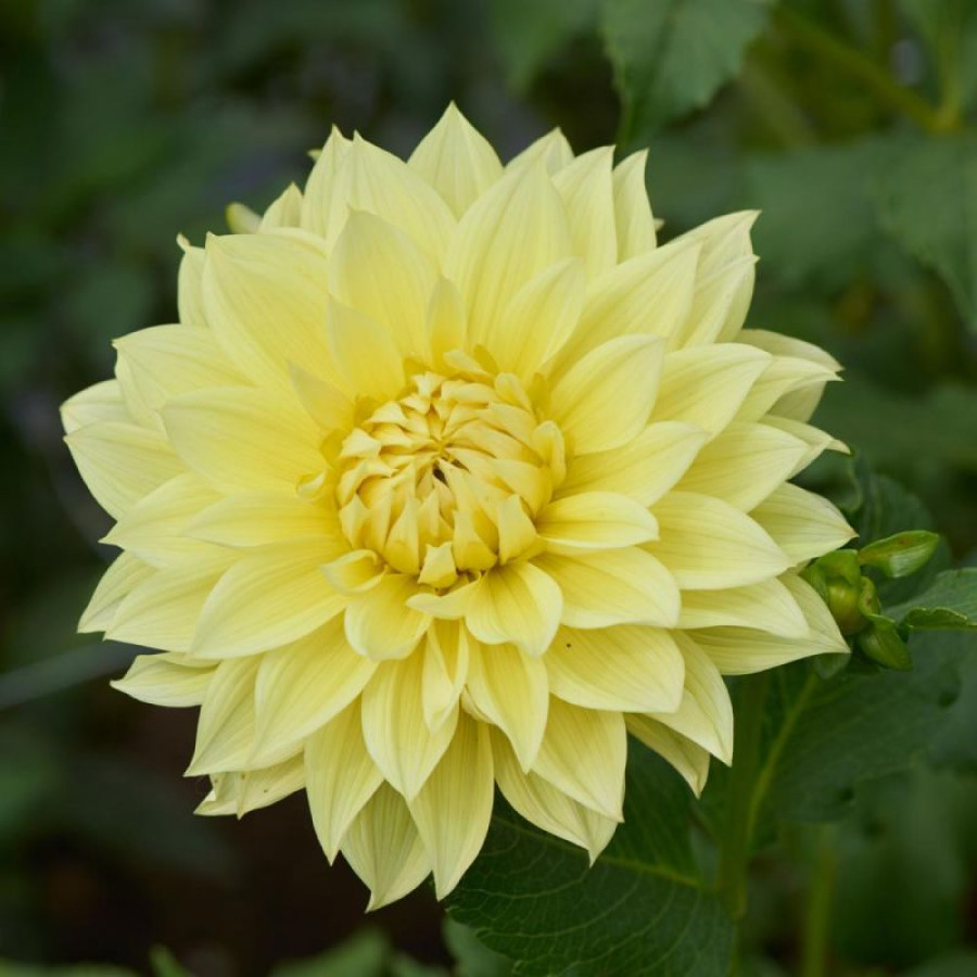 Жоржина декоративна La Luna US