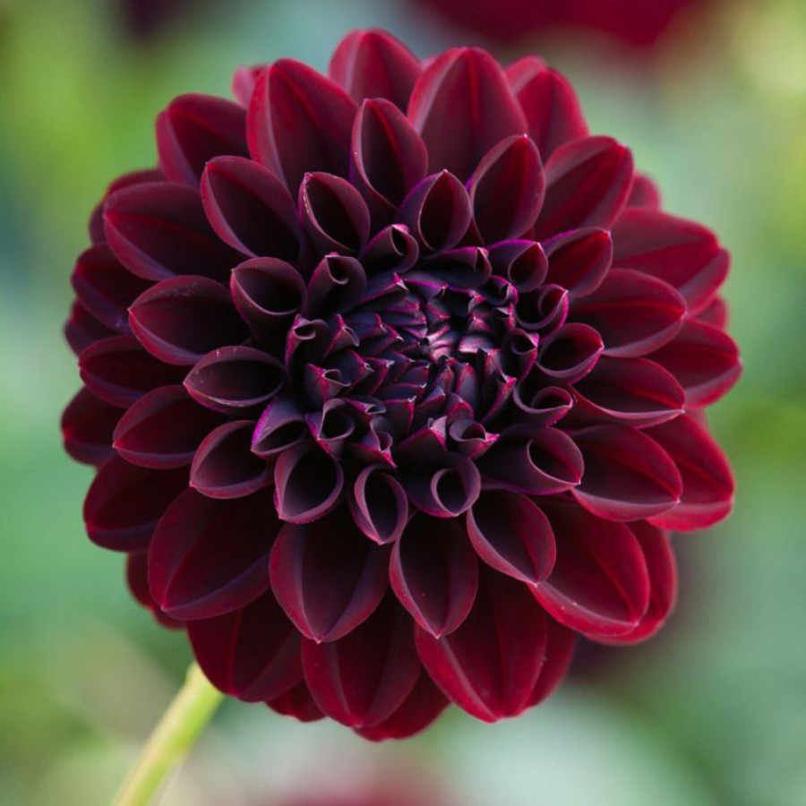 Жоржина декоративна La Recoleta