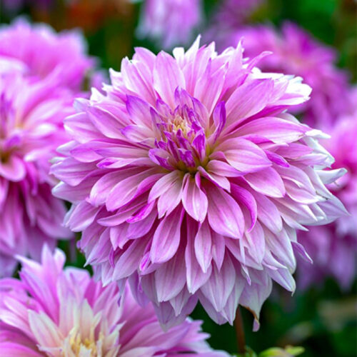 Жоржина декоративна Labyrinth Twotone