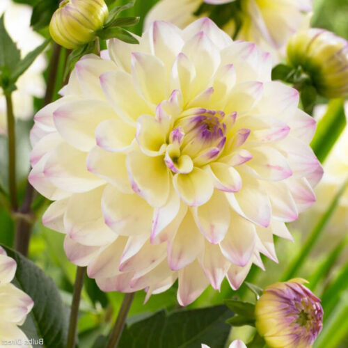 Жоржина декоративна Lake Carey