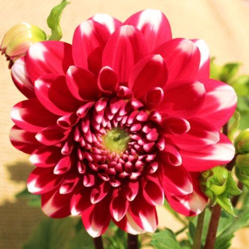 Жоржина декоративна Little Tiger (Rothesay Herald)