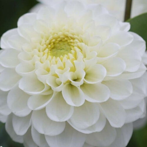 Жоржина декоративна Never Give Up