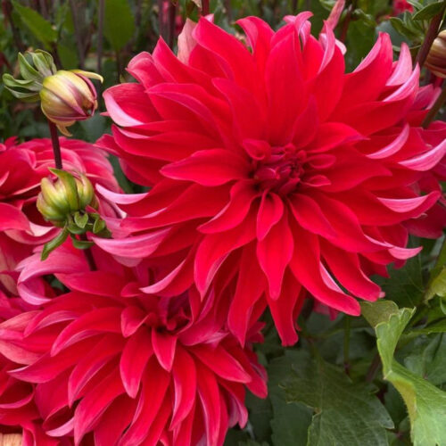 Жоржина декоративна Red Labyrinth