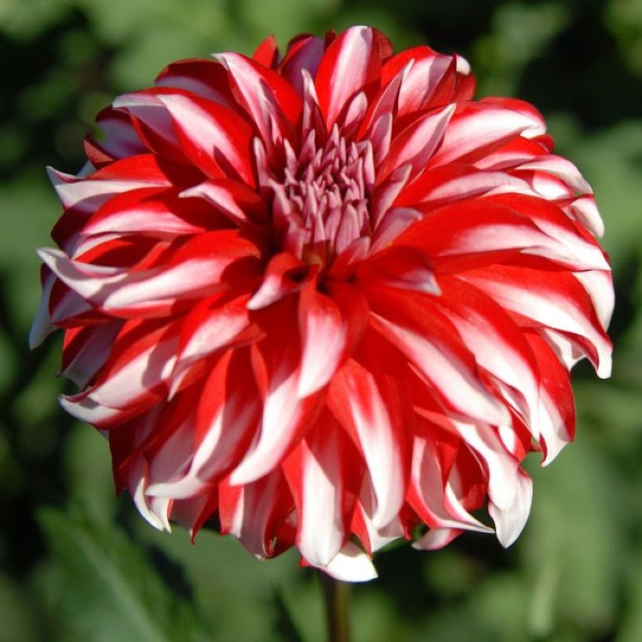 Жоржина декоративна Santa Claus US