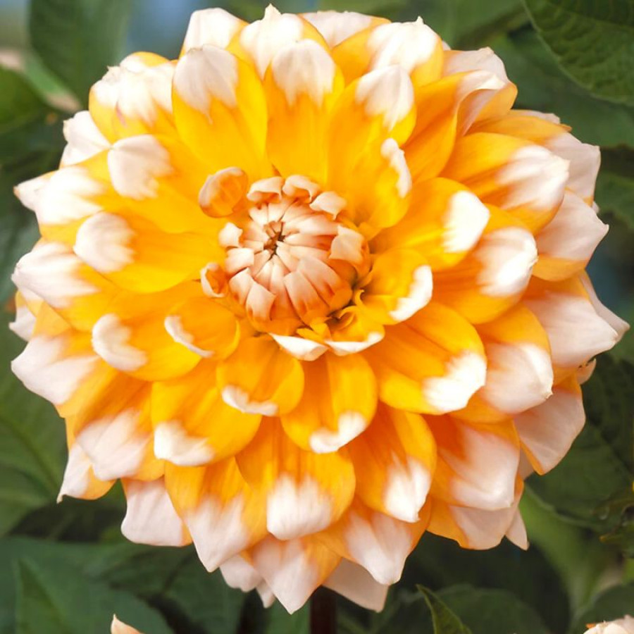 Жоржина декоративна Seattle