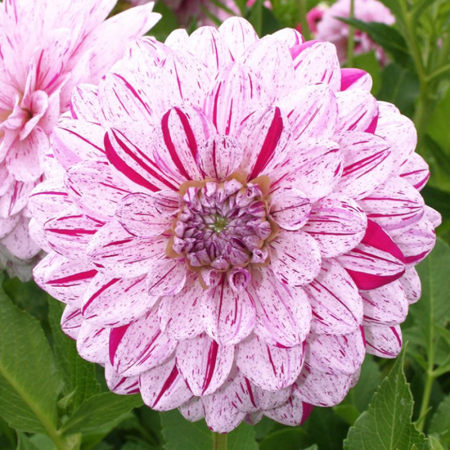 Жоржина декоративна Smokey