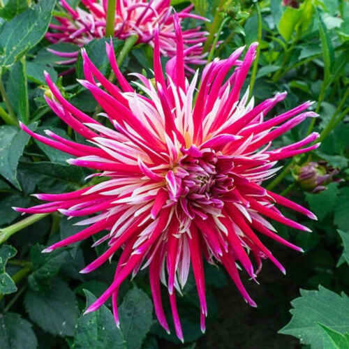 Жоржина кактусоподібна China Town Song